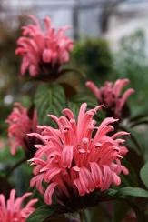 Thelma's Pink Justicia, Thelma's Pink Brazilian Plume, Justicia x 'Thelma's Pink', Justicia carnea 'Thelma's Pink'